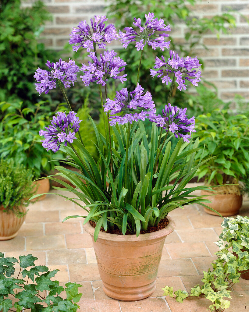 Lot De 6 Rhizomes D’Agapanthes Bleues – Plante D’Extérieur