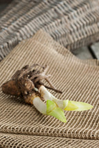 Lot De 6 Rhizomes D’Agapanthes Bleues – Plante D’Extérieur