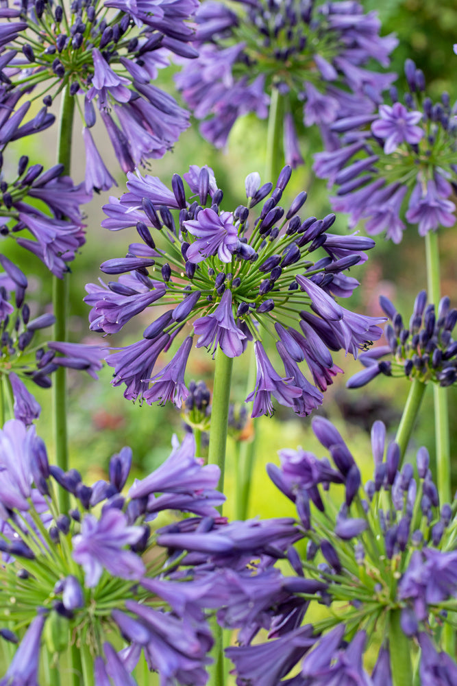 Lot De 6 Rhizomes D’Agapanthes Bleues – Plante D’Extérieur