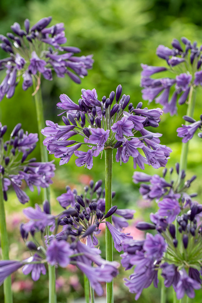 Lot De 6 Rhizomes D’Agapanthes Bleues – Plante D’Extérieur