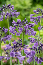 Lot De 6 Rhizomes D’Agapanthes Bleues – Plante D’Extérieur