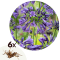Lot De 6 Rhizomes D’Agapanthes Bleues – Plante D’Extérieur