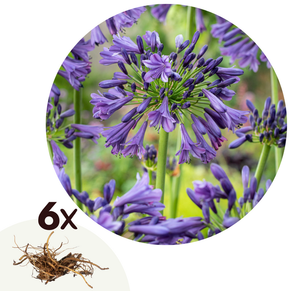 Lot De 6 Rhizomes D’Agapanthes Bleues – Plante D’Extérieur
