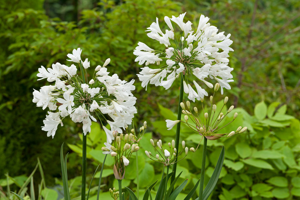 Mélange De 6 Rhizomes D’Agapanthes Bleu-Blanc – Plante D’Extérieur