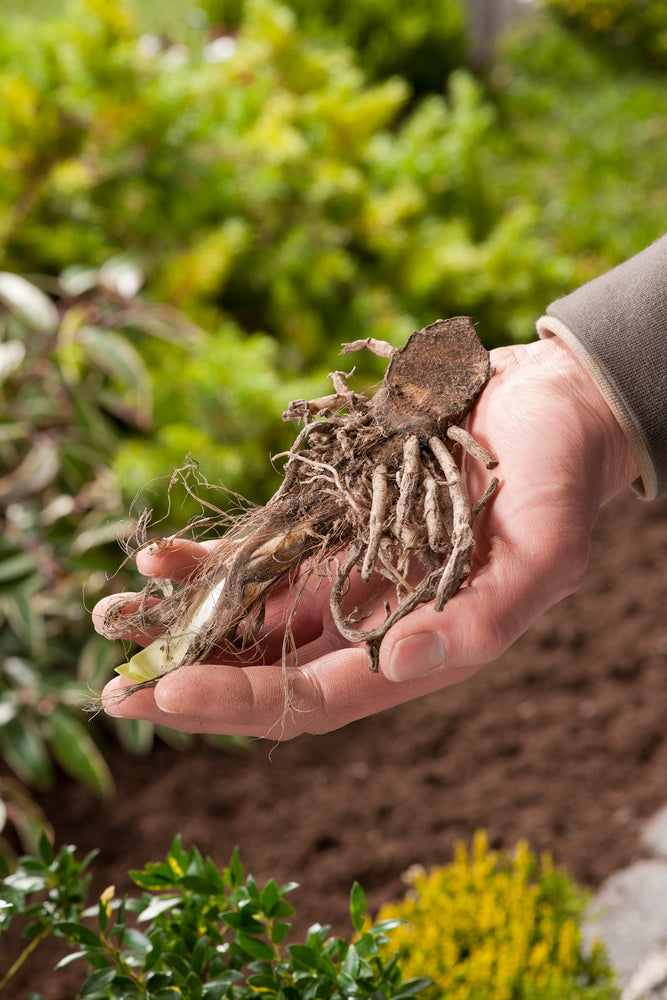 Mélange De 6 Rhizomes D’Agapanthes Bleu-Blanc – Plante D’Extérieur