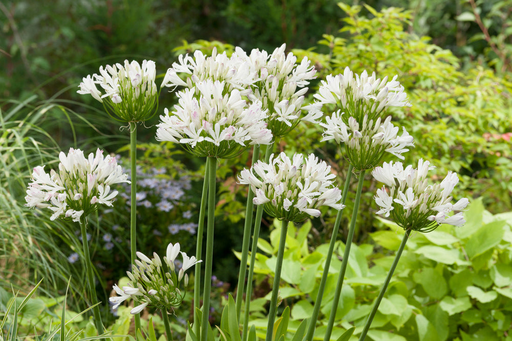 Mélange De 6 Rhizomes D’Agapanthes Bleu-Blanc – Plante D’Extérieur
