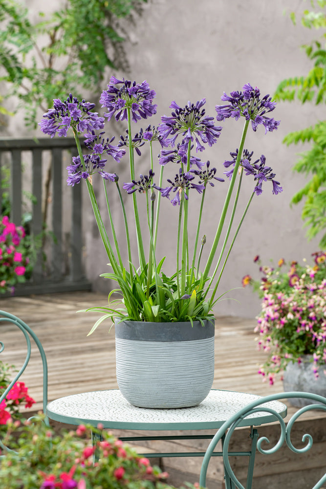 Mélange De 6 Rhizomes D’Agapanthes Bleu-Blanc – Plante D’Extérieur