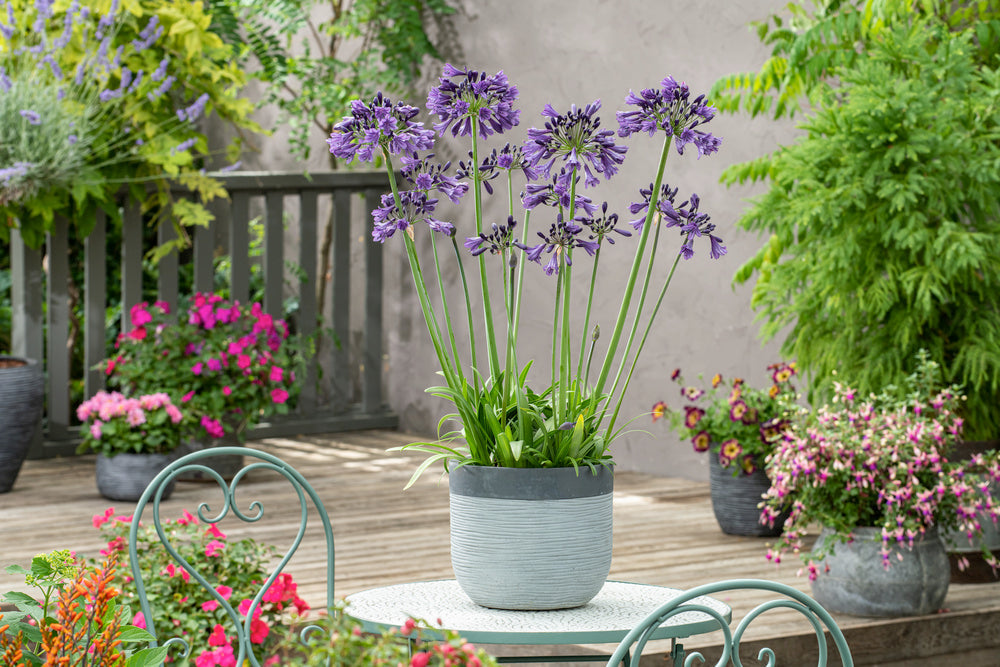 Mélange De 6 Rhizomes D’Agapanthes Bleu-Blanc – Plante D’Extérieur