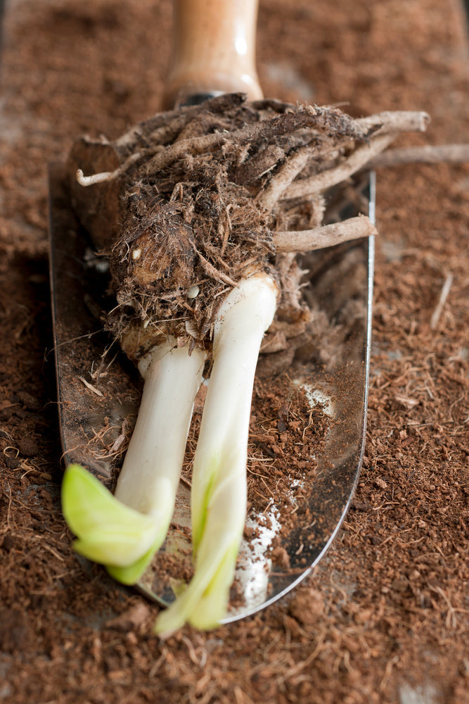 Mélange De 6 Rhizomes D’Agapanthes Bleu-Blanc – Plante D’Extérieur