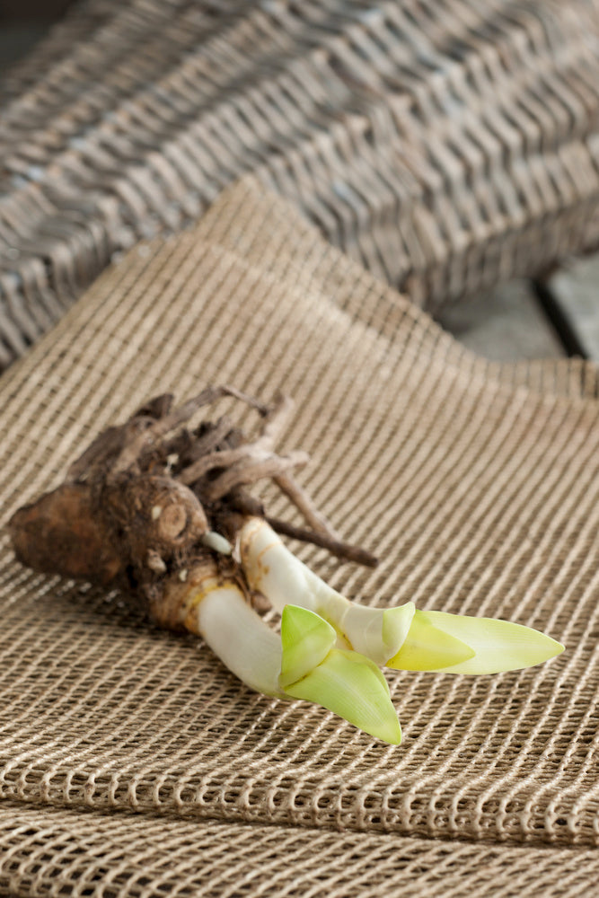 Mélange De 6 Rhizomes D’Agapanthes Bleu-Blanc – Plante D’Extérieur