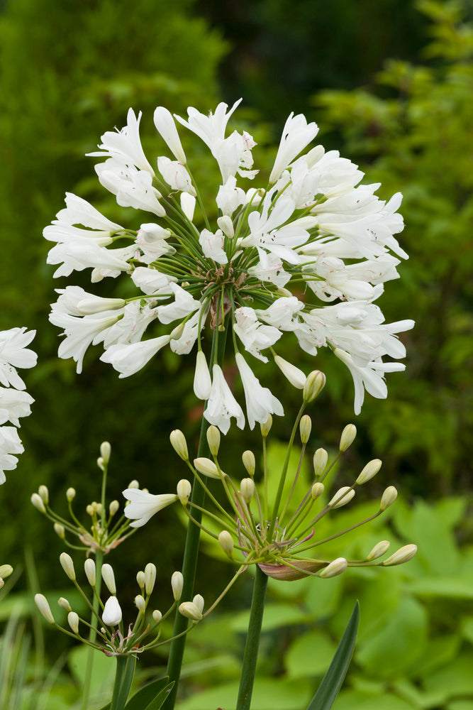 Mélange De 6 Rhizomes D’Agapanthes Bleu-Blanc – Plante D’Extérieur