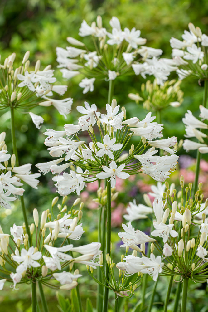 Mélange De 6 Rhizomes D’Agapanthes Bleu-Blanc – Plante D’Extérieur