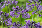 Mélange De 6 Rhizomes D’Agapanthes Bleu-Blanc – Plante D’Extérieur