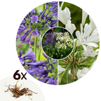 Mélange De 6 Rhizomes D’Agapanthes Bleu-Blanc – Plante D’Extérieur