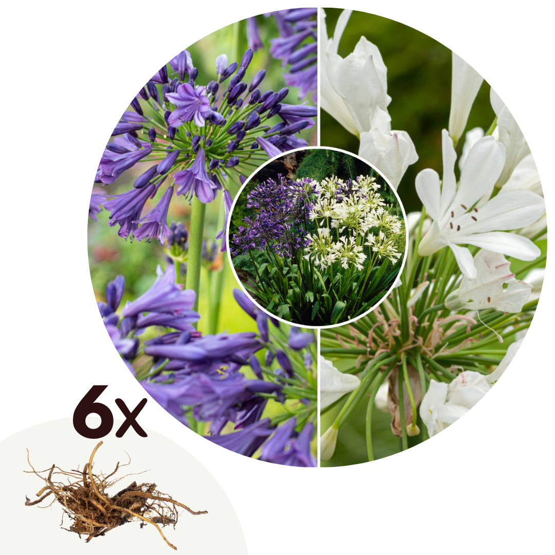 Mélange De 6 Rhizomes D’Agapanthes Bleu-Blanc – Plante D’Extérieur