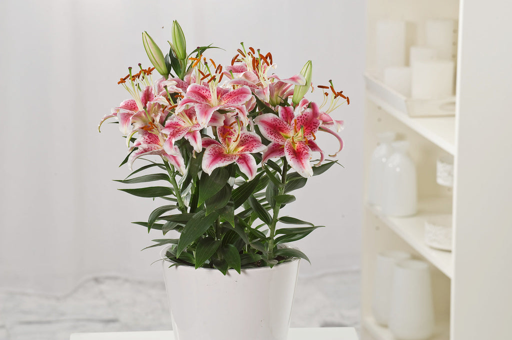 Lot De 6 Lys ‘Stargazer’ – Plante D’Extérieur