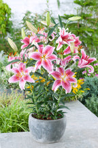 Lot De 6 Lys ‘Stargazer’ – Plante D’Extérieur