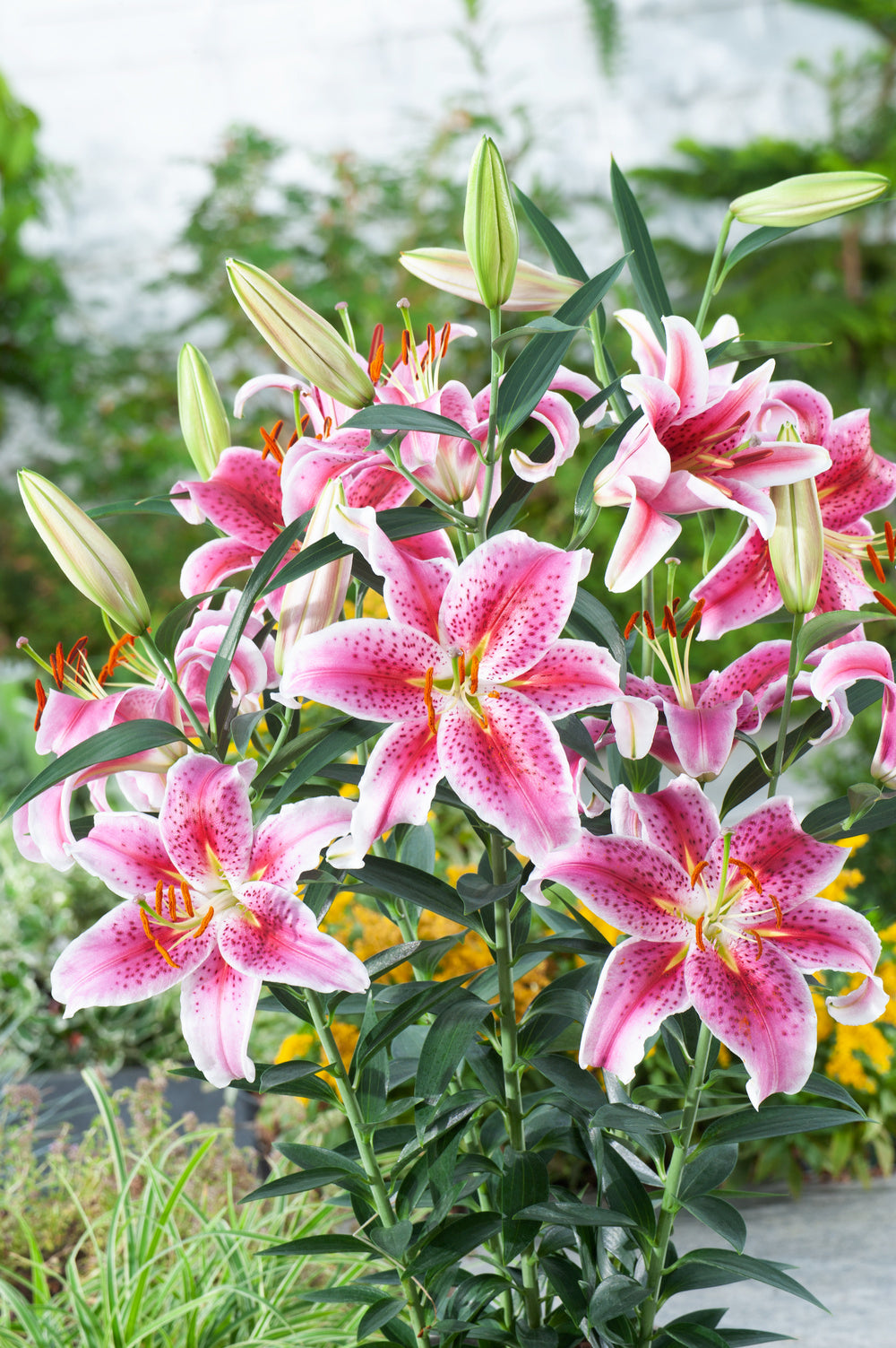 Lot De 6 Lys ‘Stargazer’ – Plante D’Extérieur