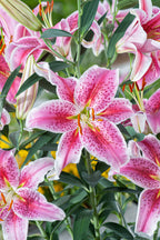 Lot De 6 Lys ‘Stargazer’ – Plante D’Extérieur