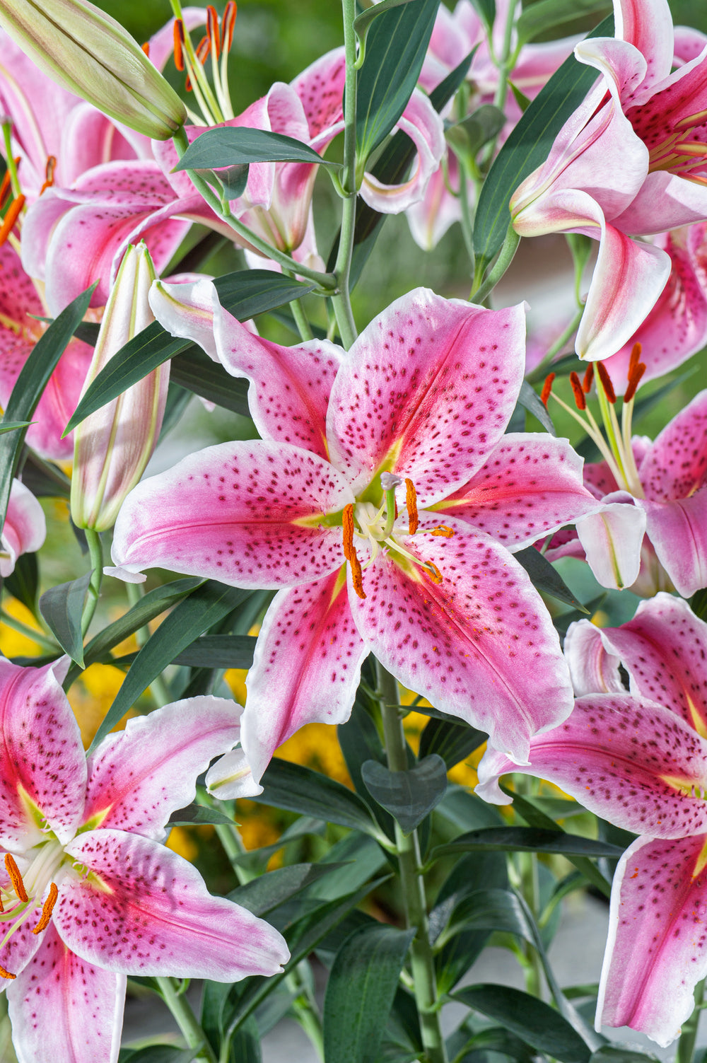 Lot De 6 Lys ‘Stargazer’ – Plante D’Extérieur
