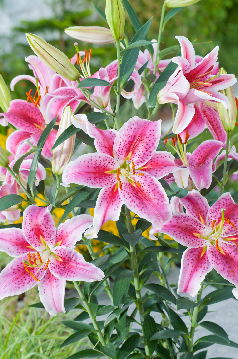 Lot De 6 Lys ‘Stargazer’ – Plante D’Extérieur
