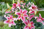 Lot De 6 Lys ‘Stargazer’ – Plante D’Extérieur