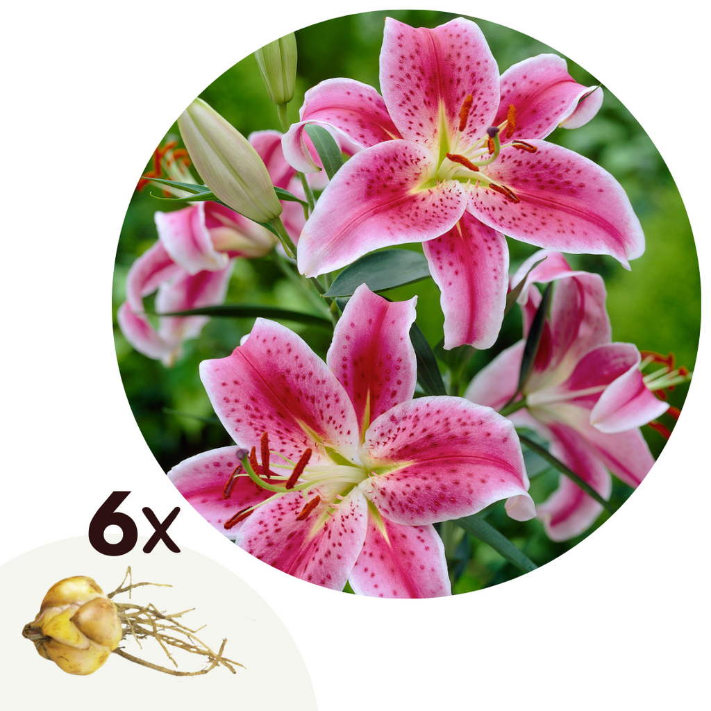 Lot De 6 Lys ‘Stargazer’ – Plante D’Extérieur