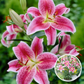 Lot De 6 Lys ‘Stargazer’ – Plante D’Extérieur