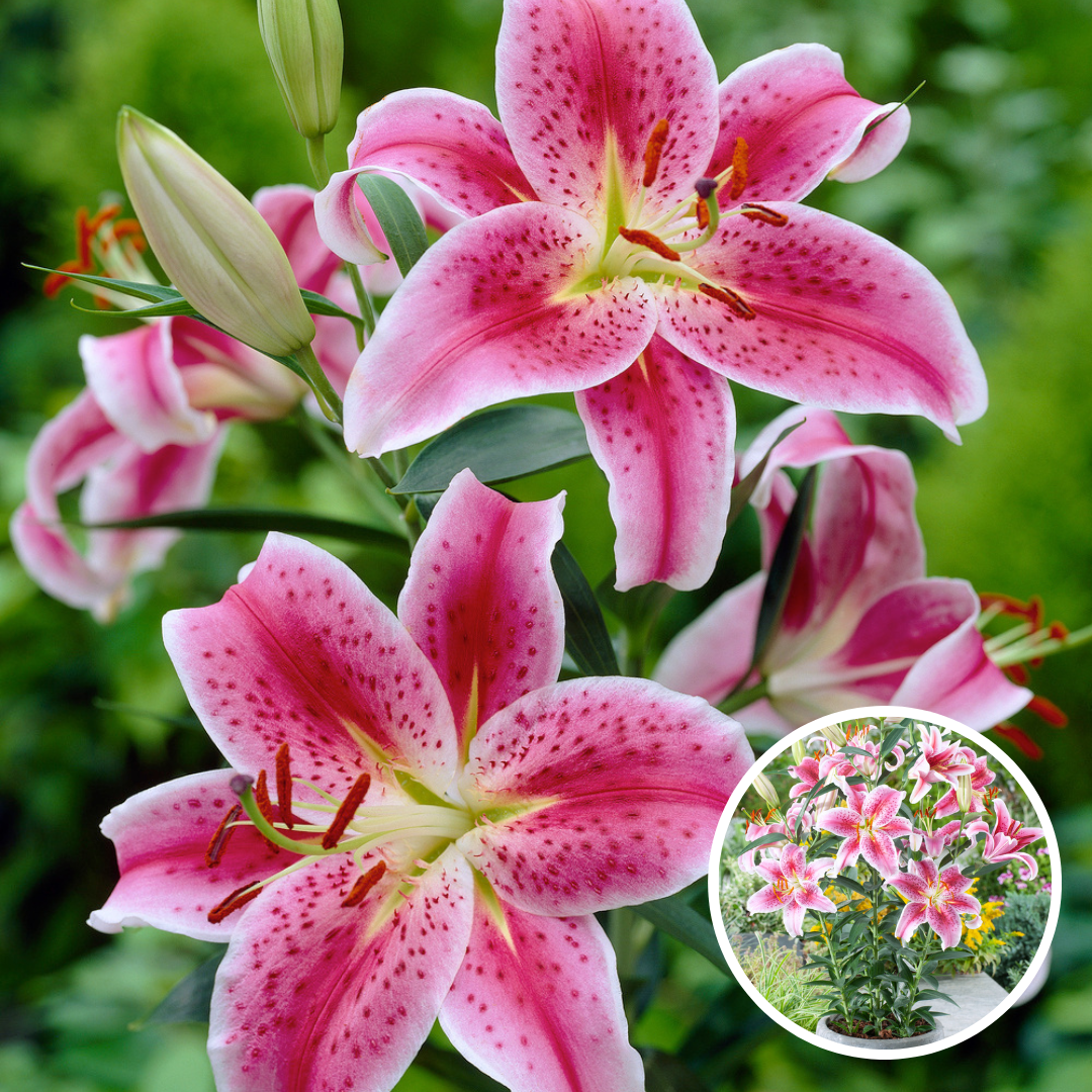 Lot De 6 Lys ‘Stargazer’ – Plante D’Extérieur