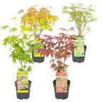 Lot De 4 Érables Du Japon – Plante D'Extérieur
