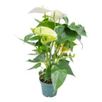 Anthurium Blanc – Plante D'Intérieur