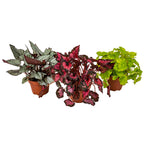Lot De 3 Bégonias Beleaf – Plante D'Intérieur