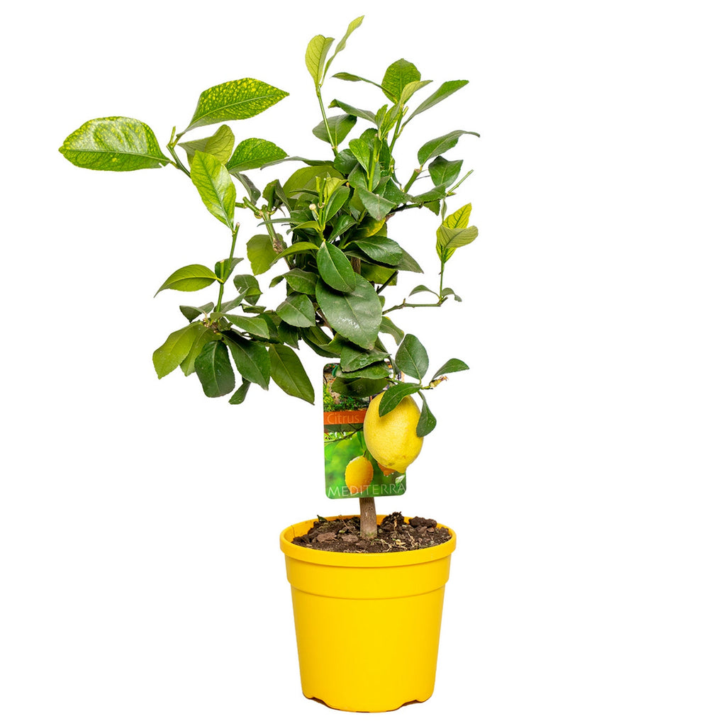 Citronnier - Citrus Limon – Plante D'Extérieur