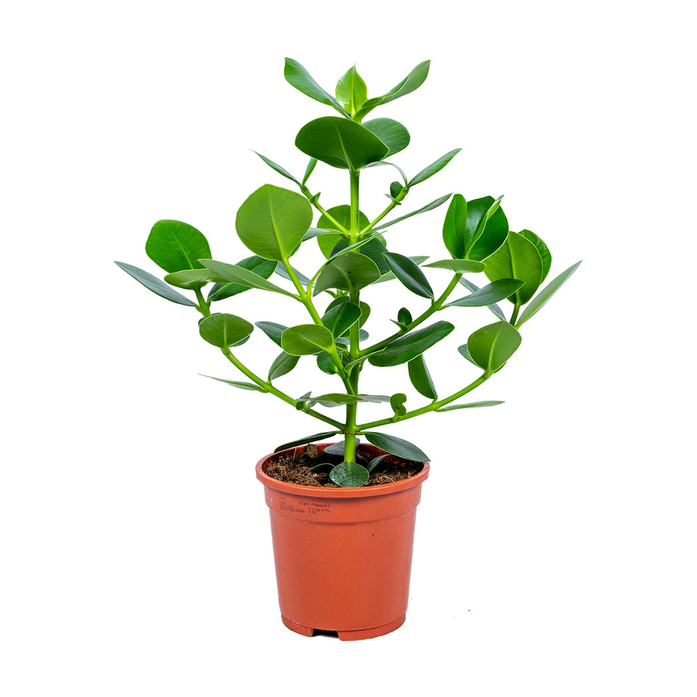 Clusia Rosea Princess – Plante D'Intérieur