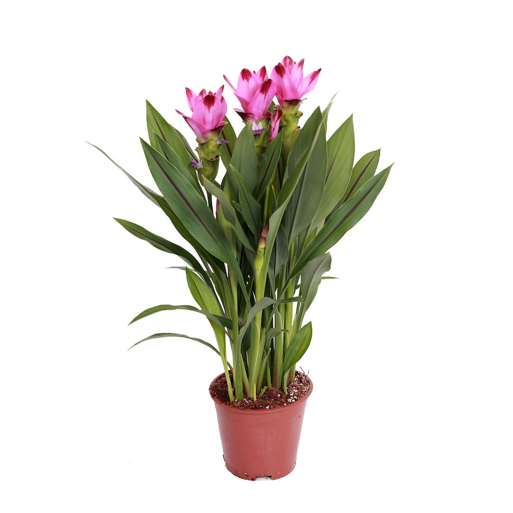 Curcuma Siam – Plante D'Intérieur