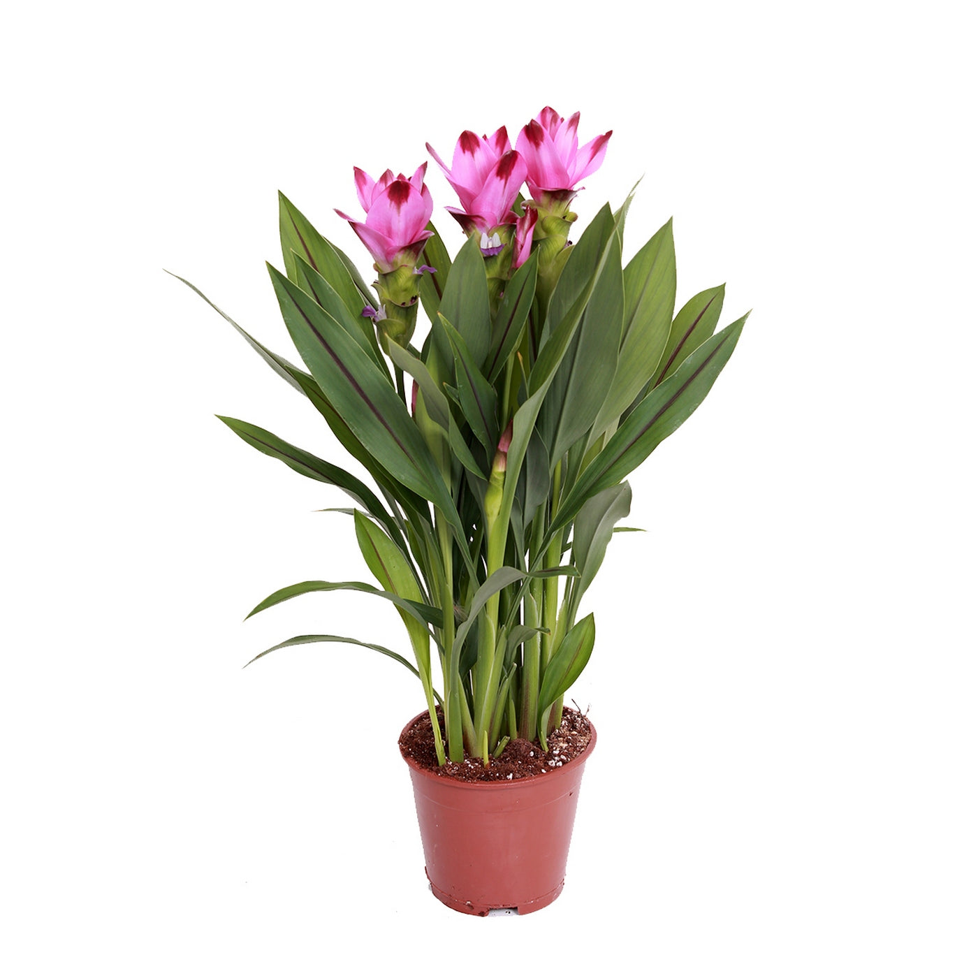 Curcuma Siam – Plante D'Intérieur