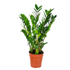 Zamioculcas Zz – Plante D'Intérieur