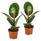 Lot De 2 Ficus Elastica Robusta – Plante D'Intérieur