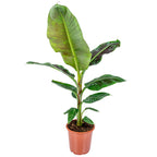 Bananier Musa Cavendish – Plante D'Intérieur