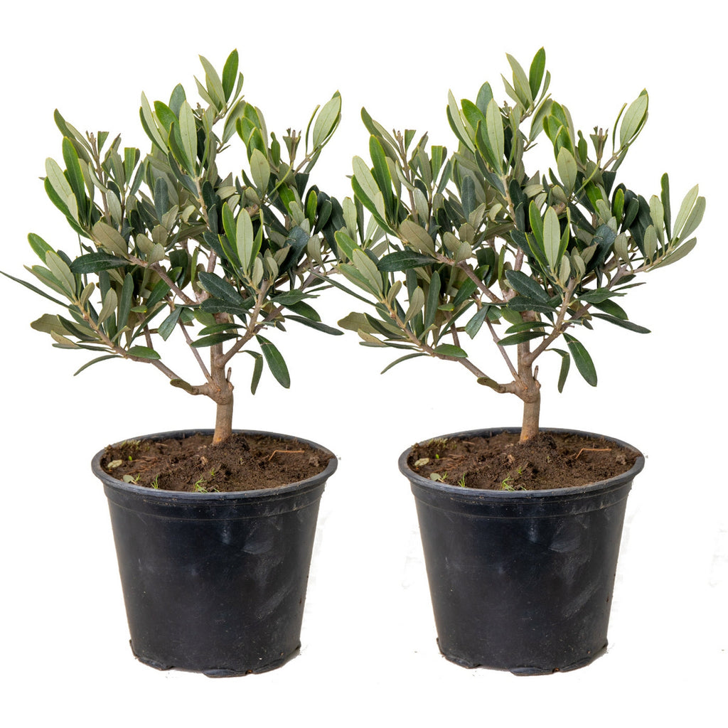 Lot De 2 Petits Oliviers – Plante D'Extérieur