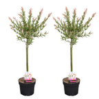 Lot De 2 Salix Flamingo – Plante D'Extérieur