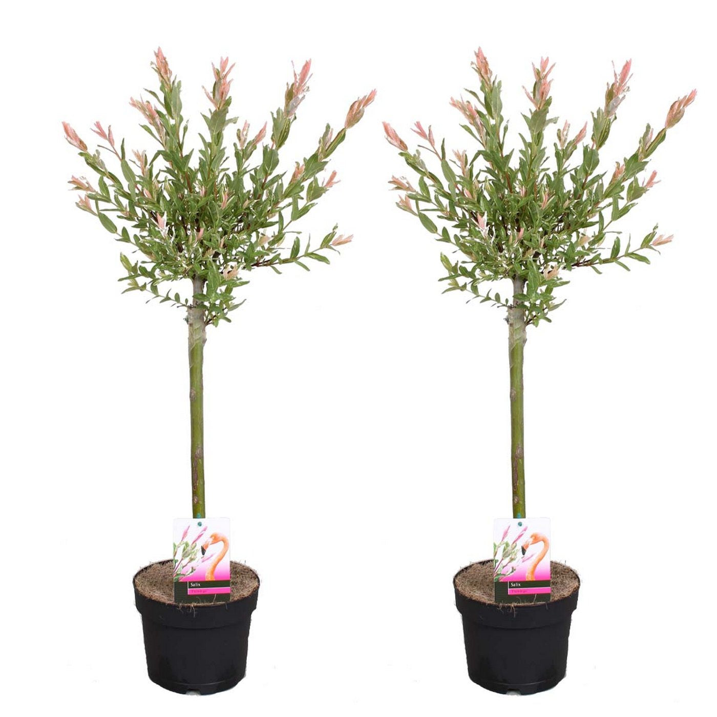 Lot De 2 Salix Flamingo – Plante D'Extérieur