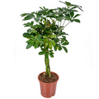 Schefflera Arboricola – Plante D'Intérieur
