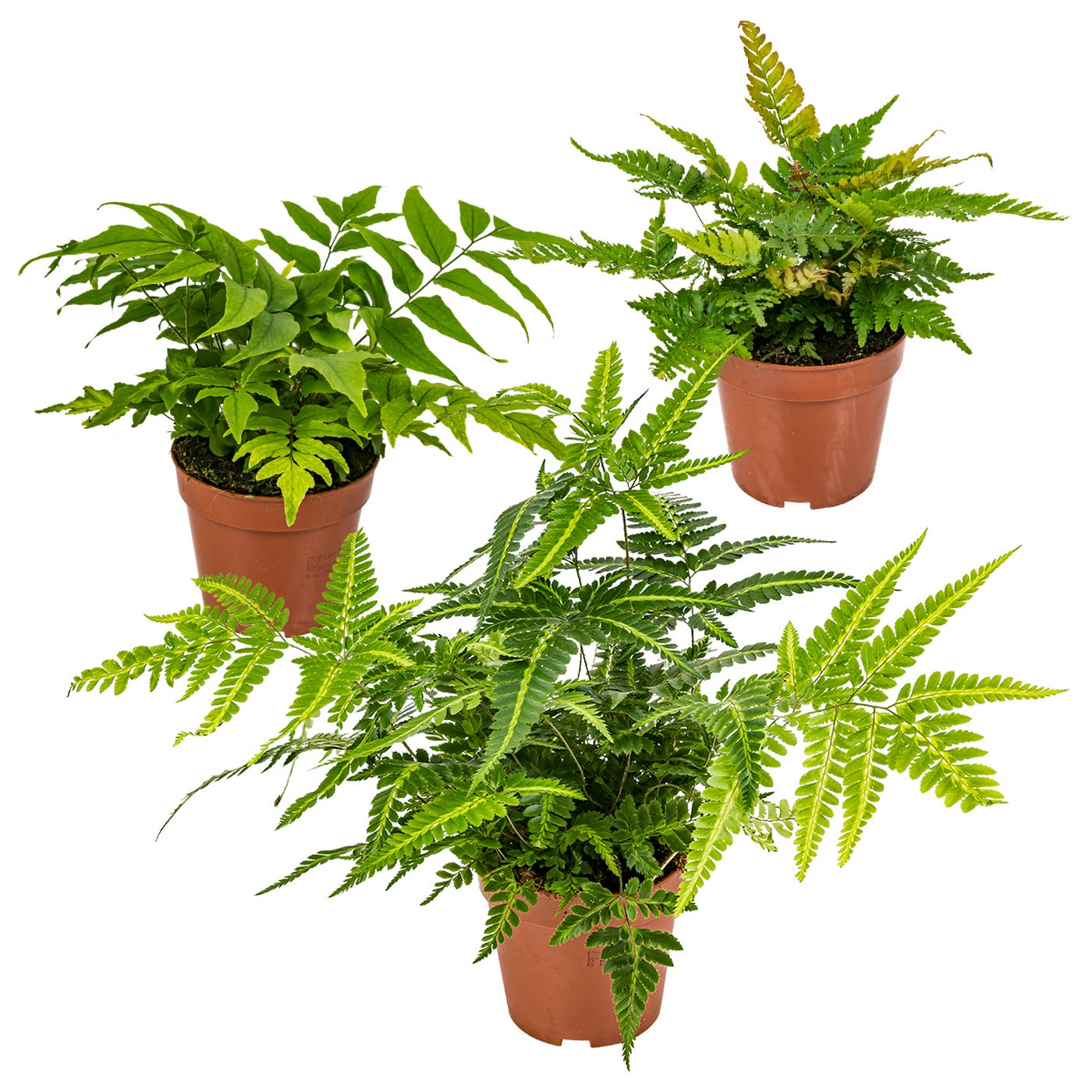 Lot De 3 Fougères – Plante D'Intérieur