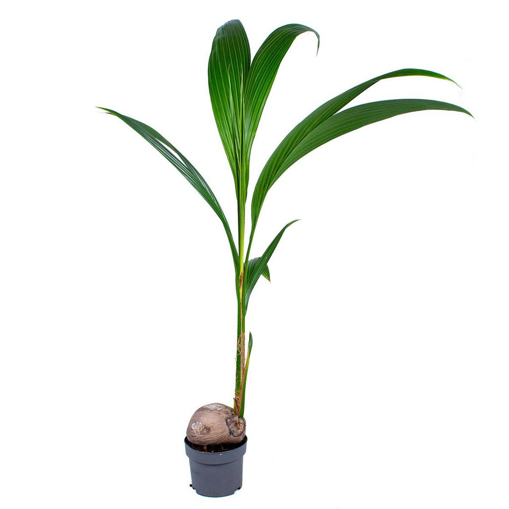 Cocos Nucifera – Plante D'Intérieur