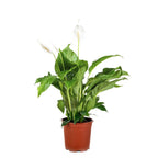 Spathiphyllum Bingo Cupido – Plante D'Intérieur