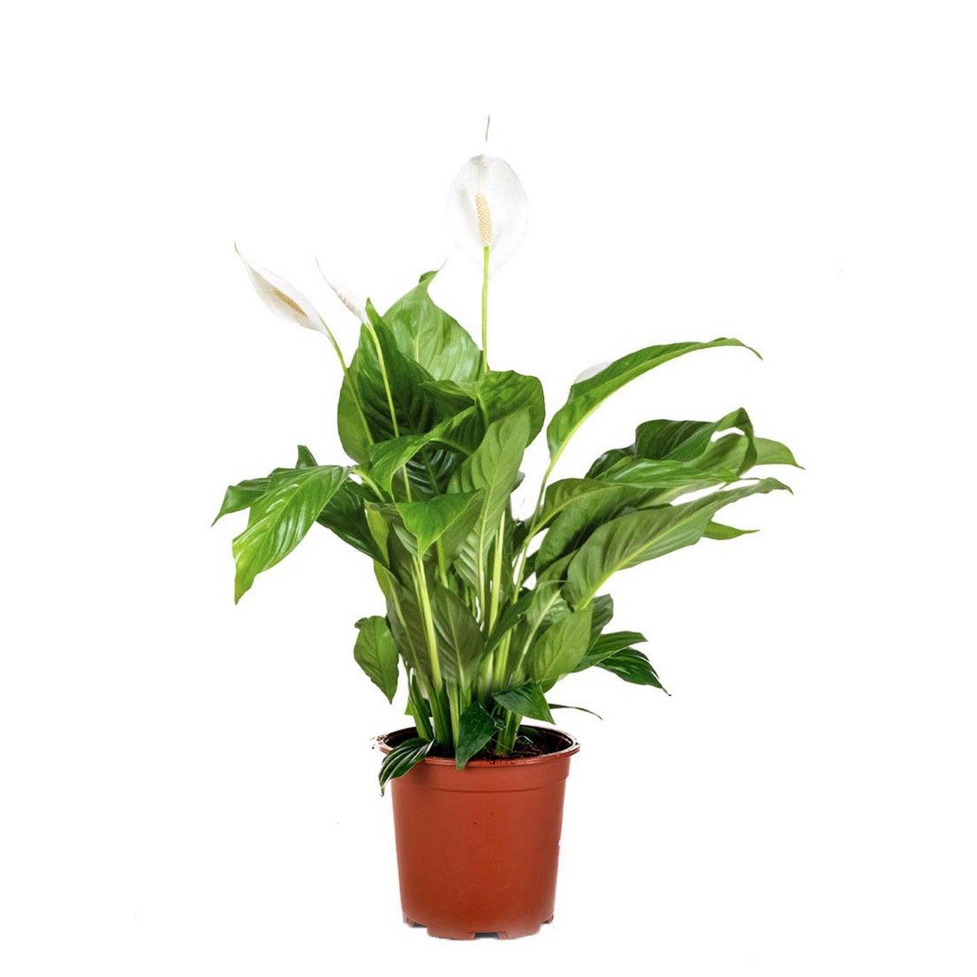 Spathiphyllum Bingo Cupido – Plante D'Intérieur