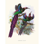Sciences Naturelles - Epimachus Ellioti,Plumes De Paradis 2