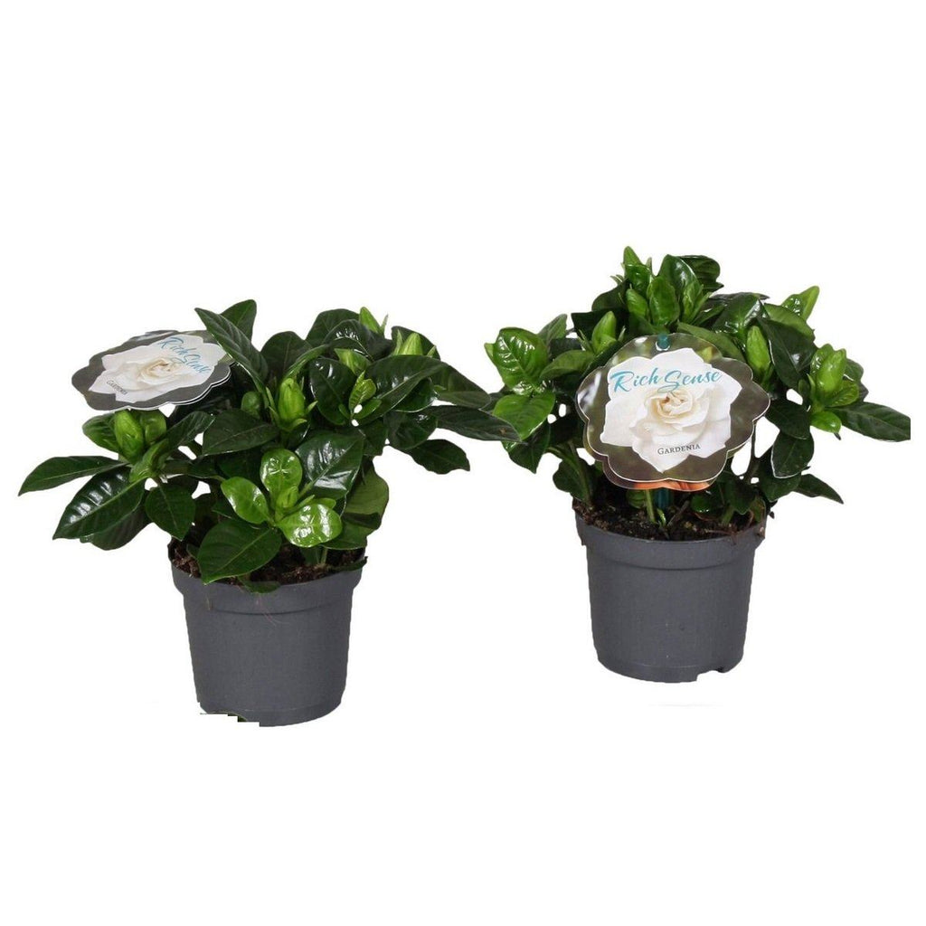 2 Gardenia Jasminoides (Jasmin Du Cap) Plantes A Fleurs Perfect Plant