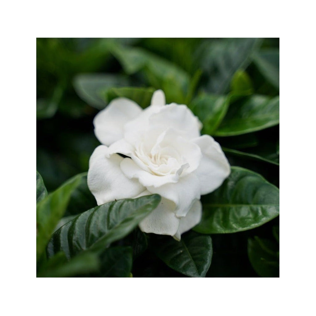 2 Gardenia Jasminoides (Jasmin Du Cap) Plantes A Fleurs Perfect Plant